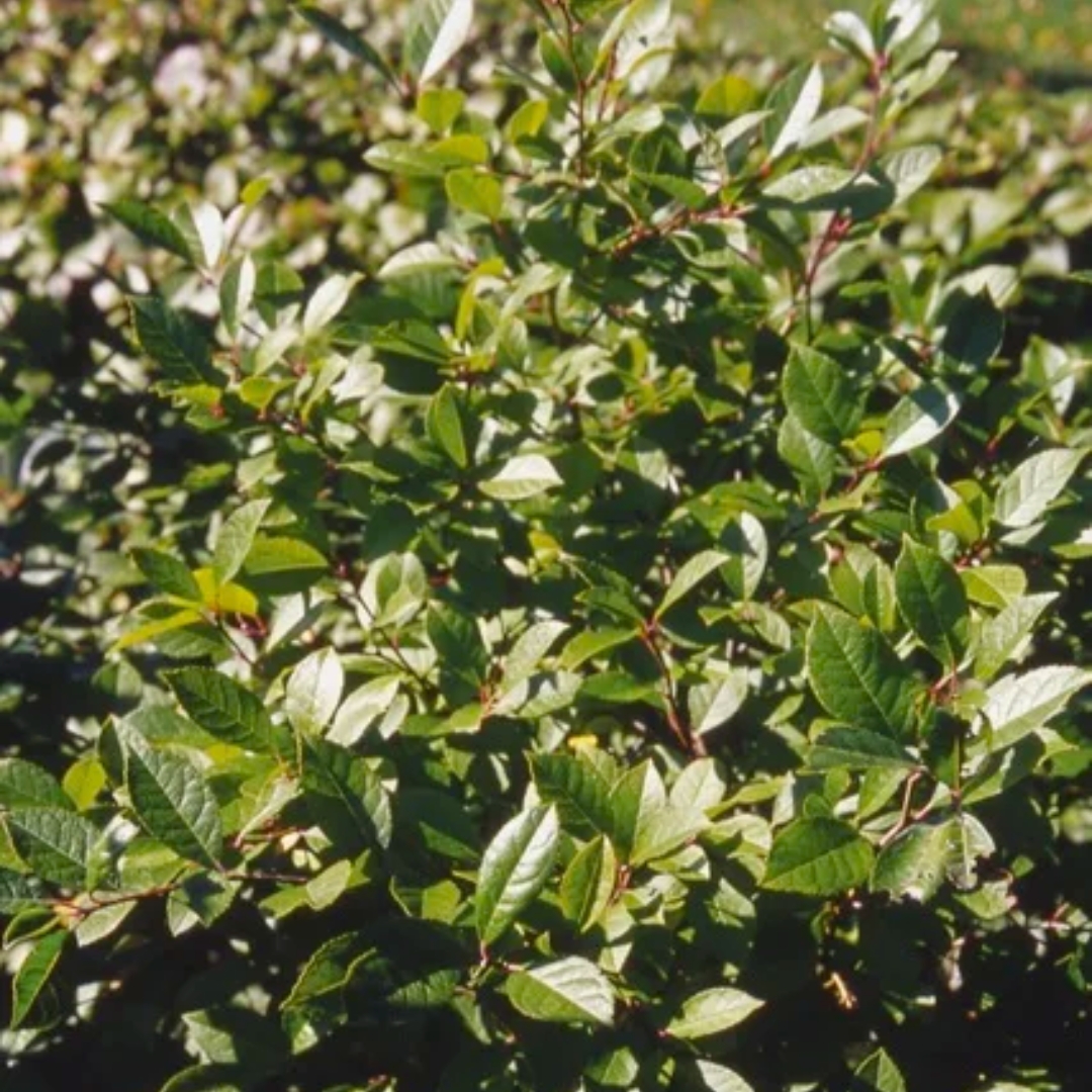 Winterberry Holly Jim Dandy foliage