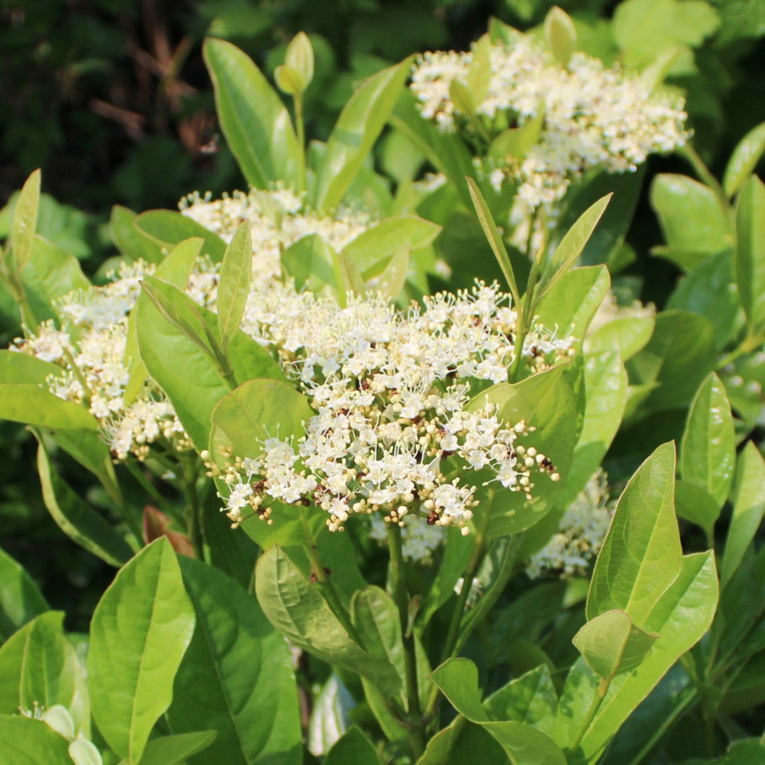 Winterthur Viburnum