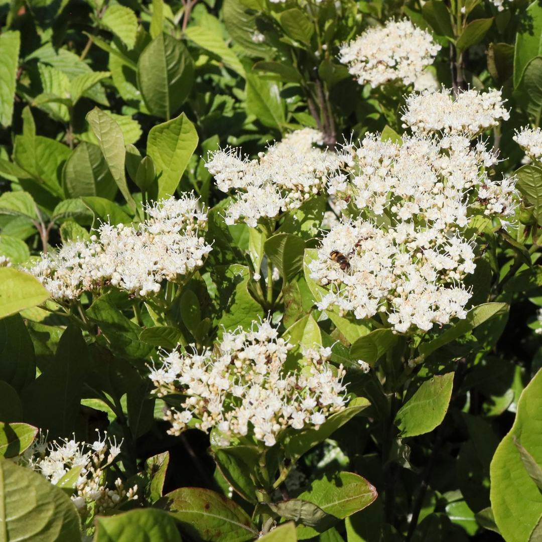 Winterthur Viburnum spring flowers