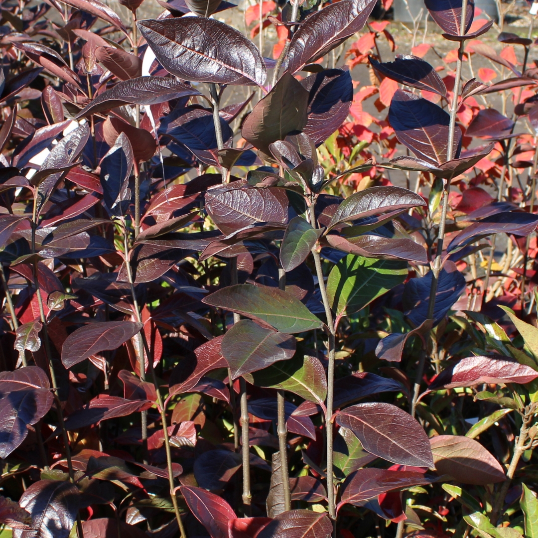 Winterthur Viburnum fall foliage