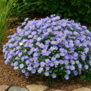 Wood's Blue Aster