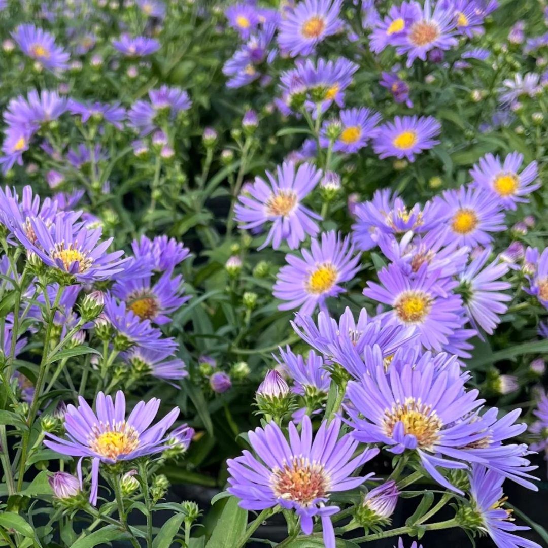 Wood's Blue Aster flower close up