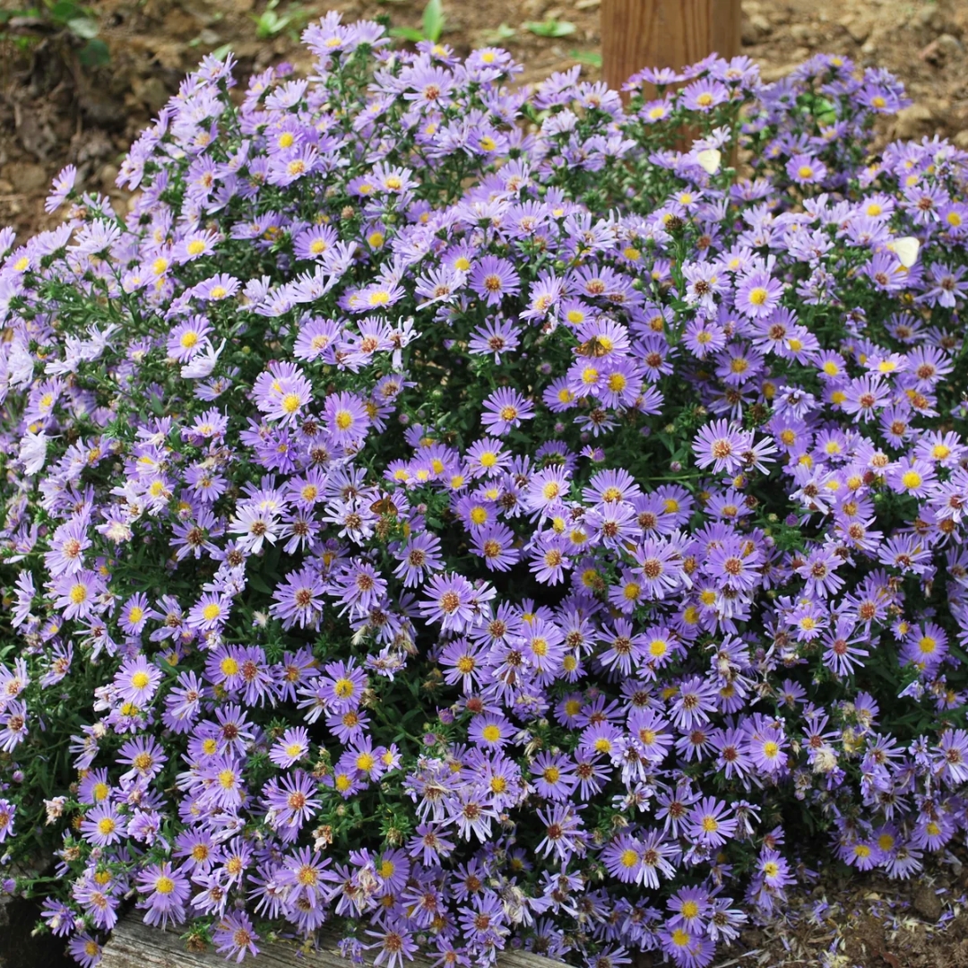 Wood's Blue Aster as a groundcover