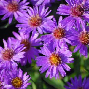 Wood's Purple Aster