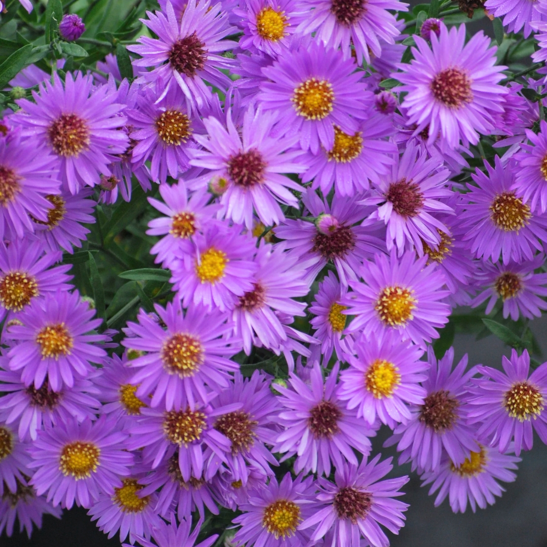 Wood's Purple Aster full of blooms