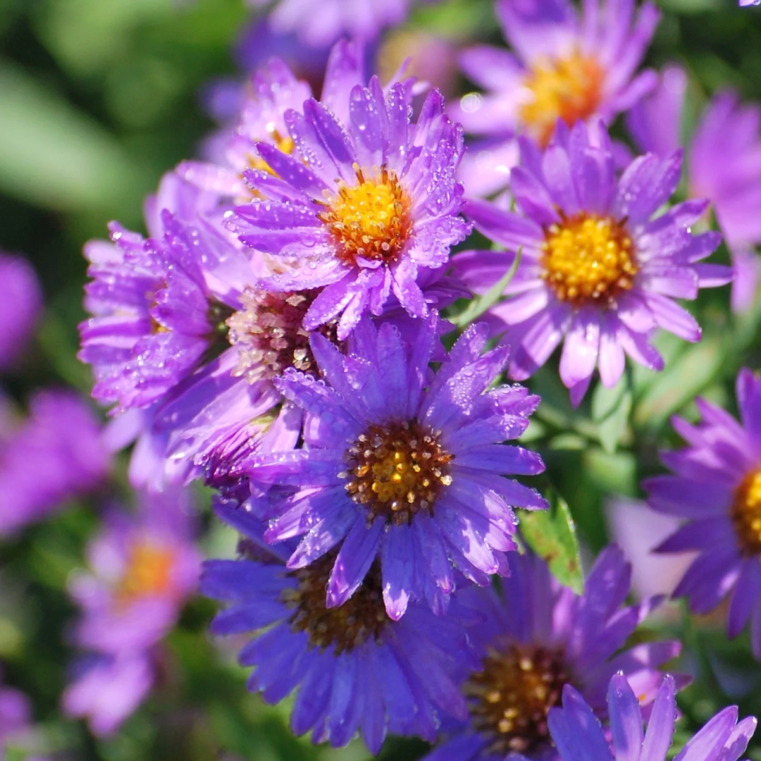 Wood's Purple Aster flower cluster