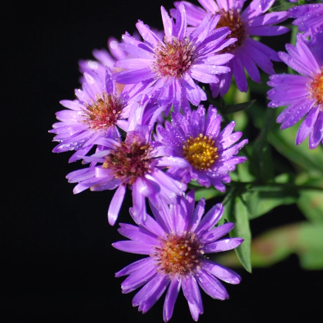 Wood's Purple Aster in bloom