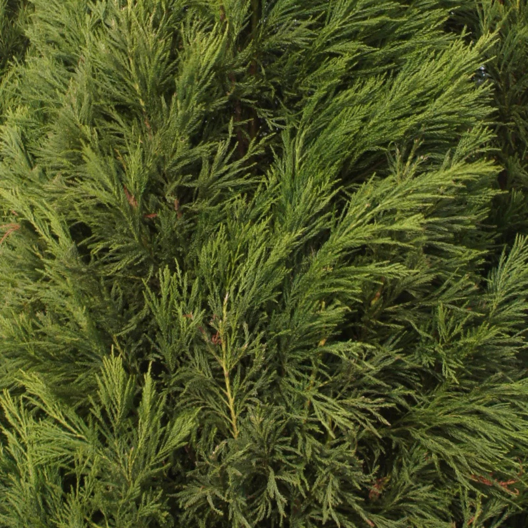 Yoshino Cryptomeria - Image 3