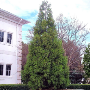 Yoshino Cryptomeria