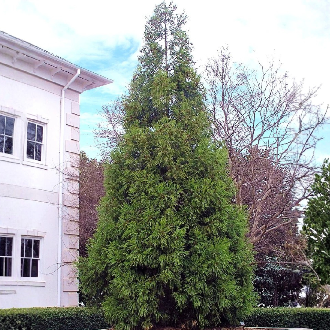 Matured Yoshino Cryptomeria in landscape