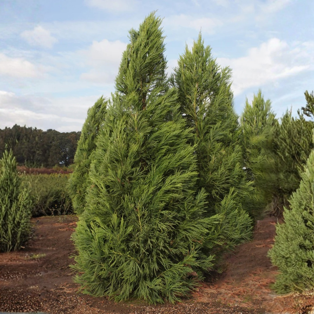 Yoshino Cryptomeria in landscape