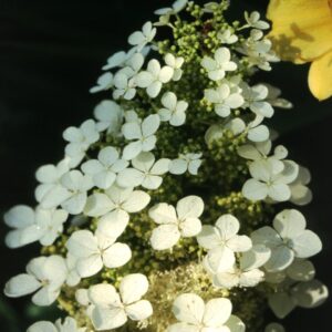 Dwarf Pee Wee Oakleaf Hydrangea