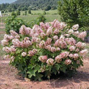 Munchkin Oakleaf Hydrangea