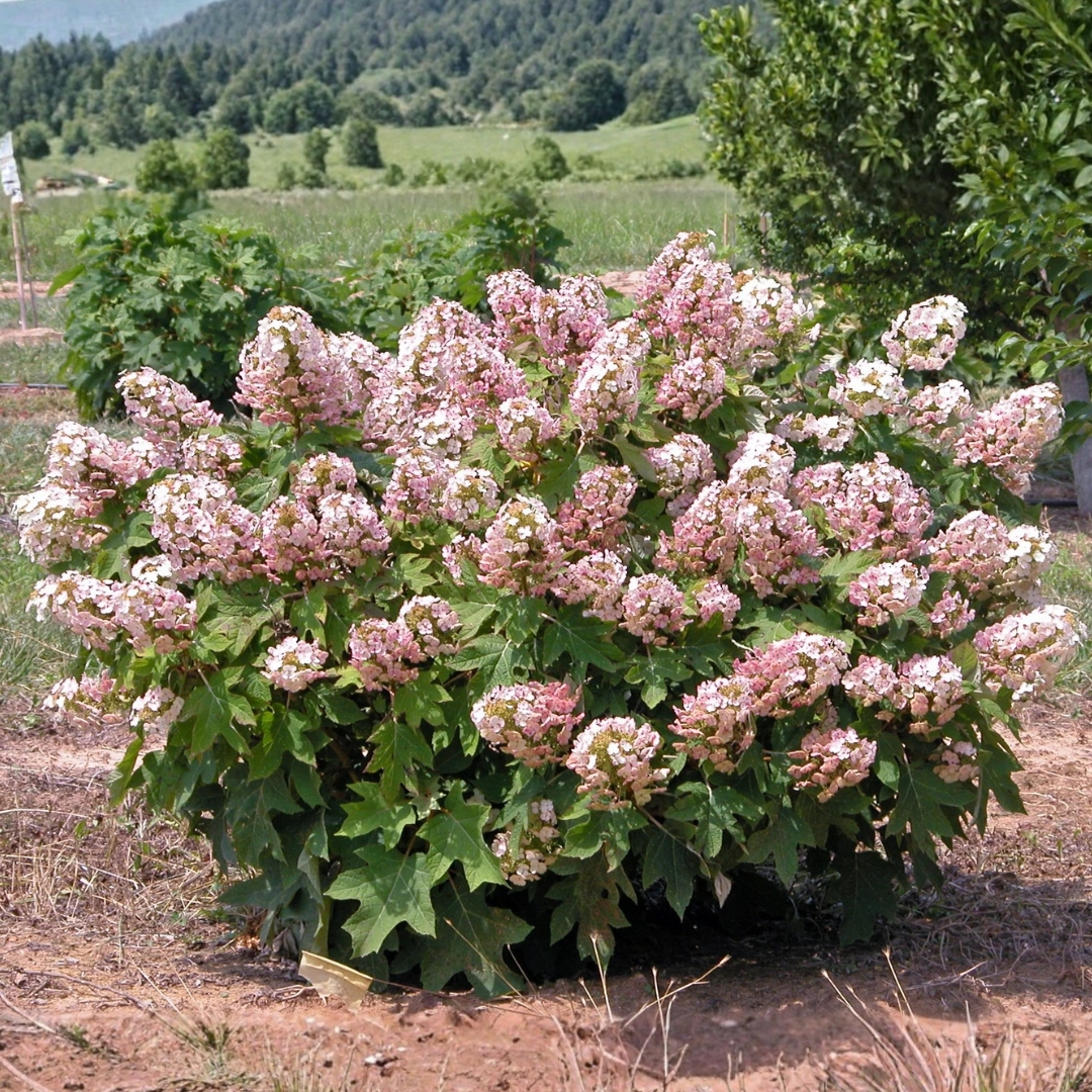 Munchkin Oakleaf Hydrangea shrub