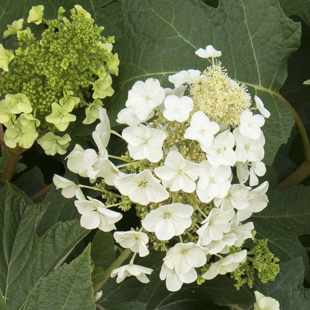 Hydrangea Munchkin white flowers