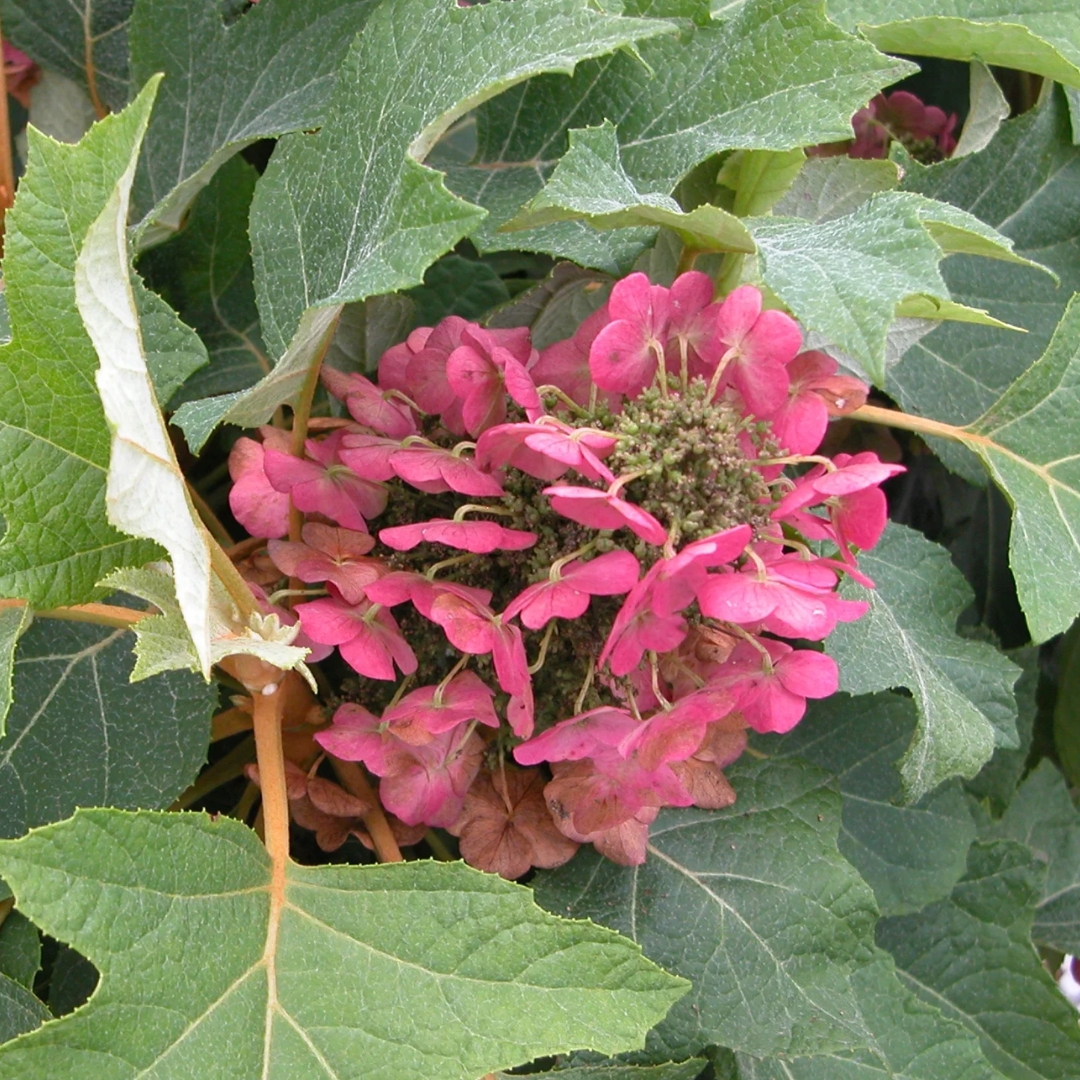 Hydrangea Munchkin fall flowers