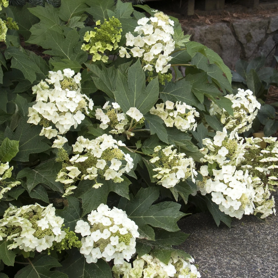 Hydrangea Munchkin flower cluster