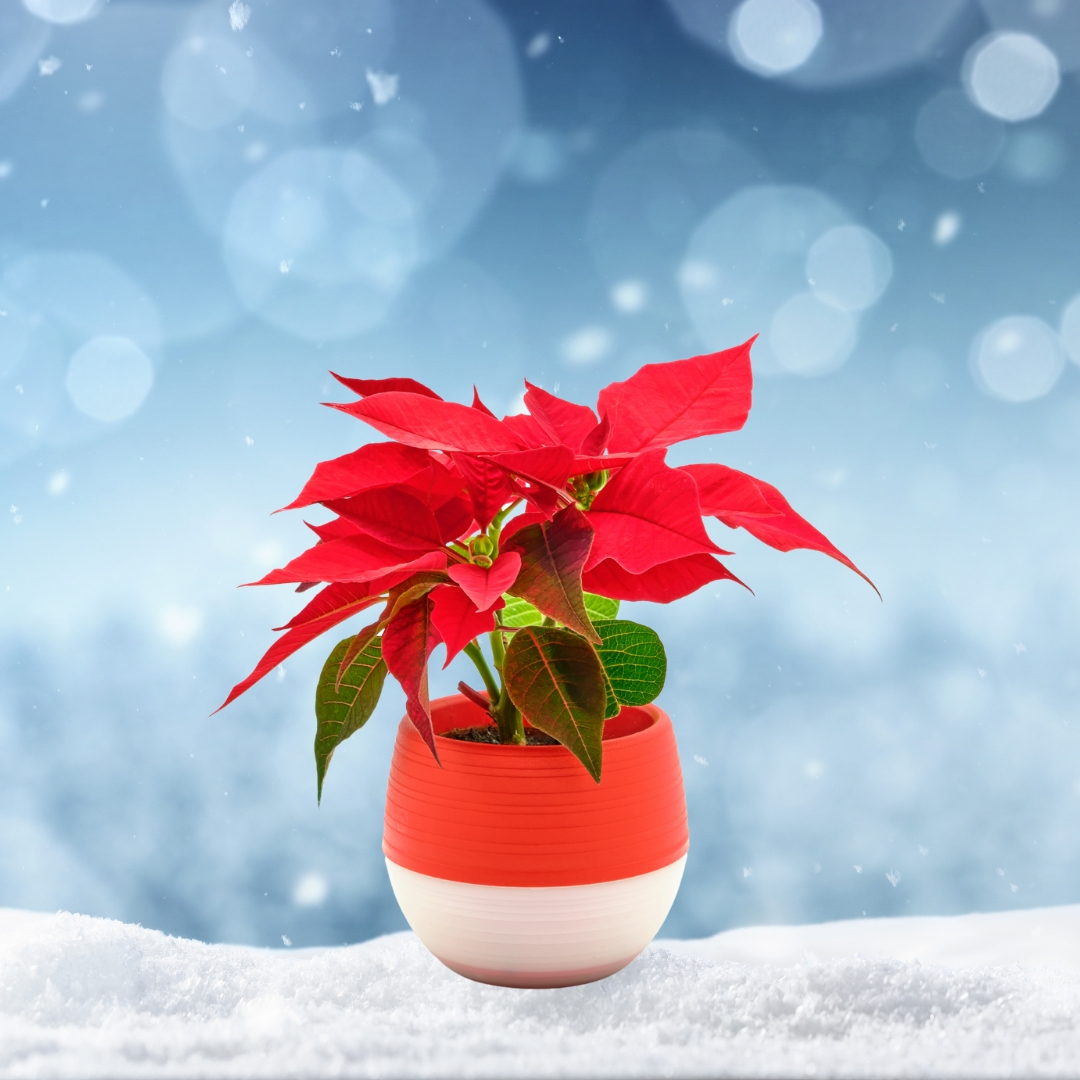 Poinsettia Red 2.5" pot