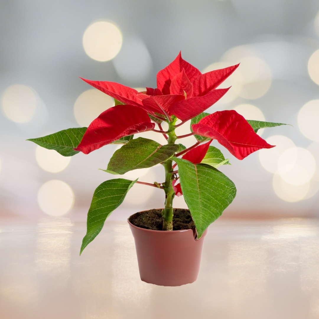 Poinsettia Red 4.5 in
