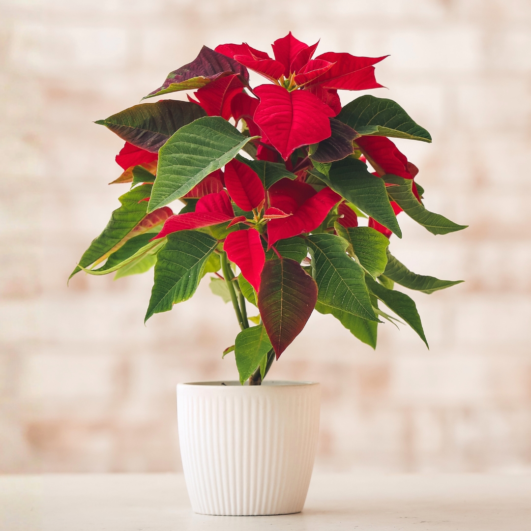 Poinsettia Red 6 in