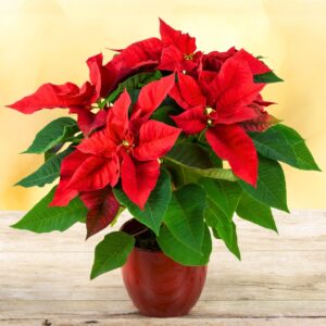 Poinsettia: Red