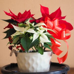 Poinsettia: Red & White Combo