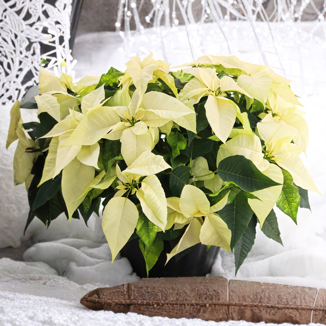 Poinsettia White 10 in
