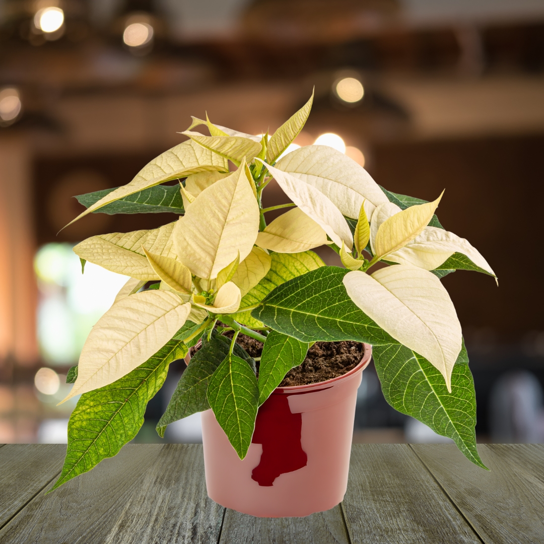 Poinsettia White 6 in