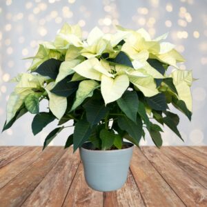Poinsettia: White