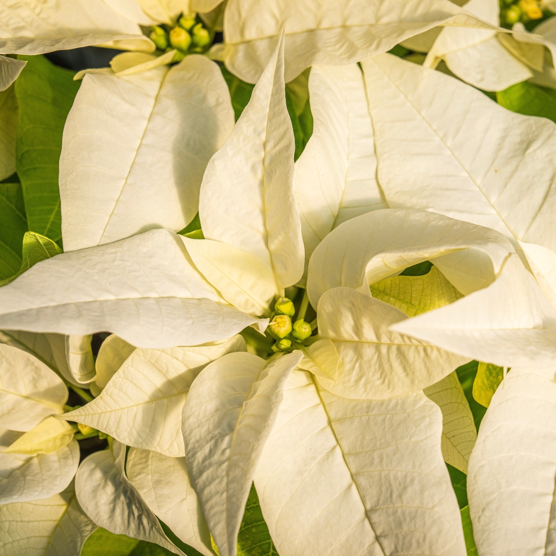 Poinsettia White
