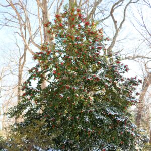Greenleaf American Holly