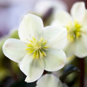 Helleborus Mont Blanc