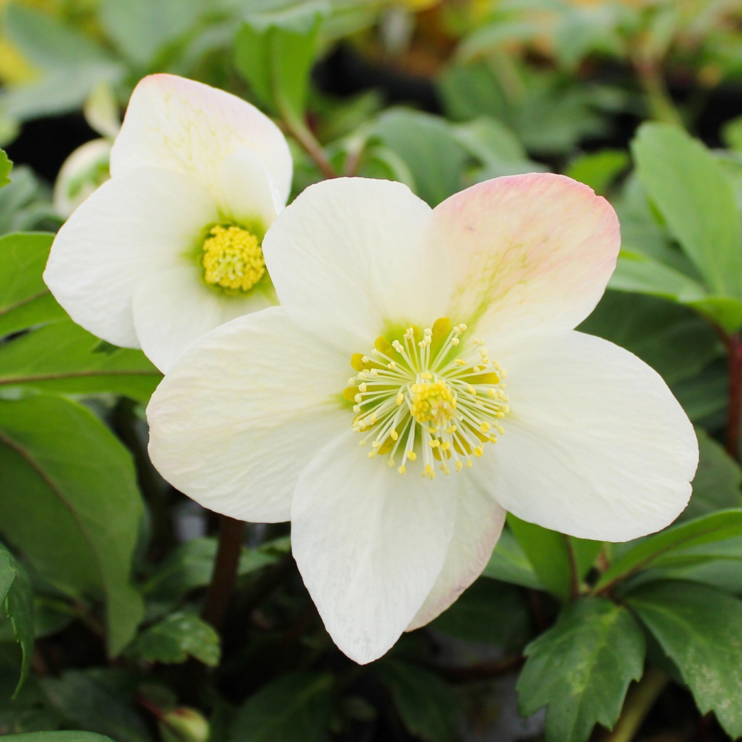 Helleborus Mont Blanc blooms