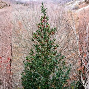 Satyr Hill American Holly