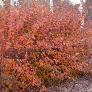 Amber Jubilee Ninebark