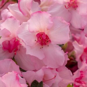 Autumn Kiss Encore Azalea