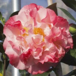 Nuccio's Jewel Camellia