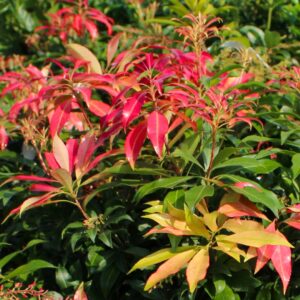 Glowing Hearts Pieris
