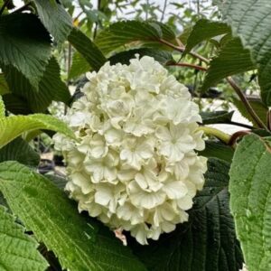 Lime Martini Viburnum