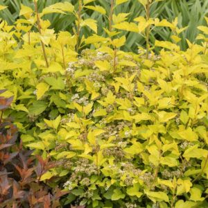 Raspberry Lemonade Ninebark