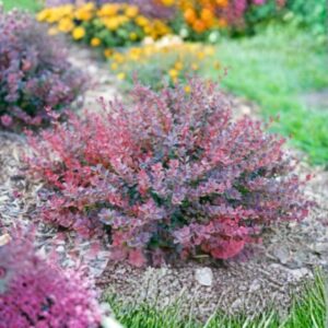 Sunjoy Mini Maroon Barberry