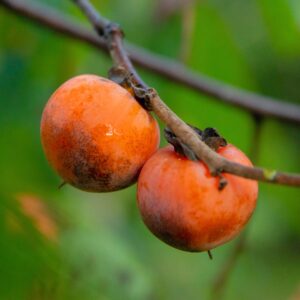 American Persimmon