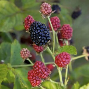 Baby Cakes Blackberry