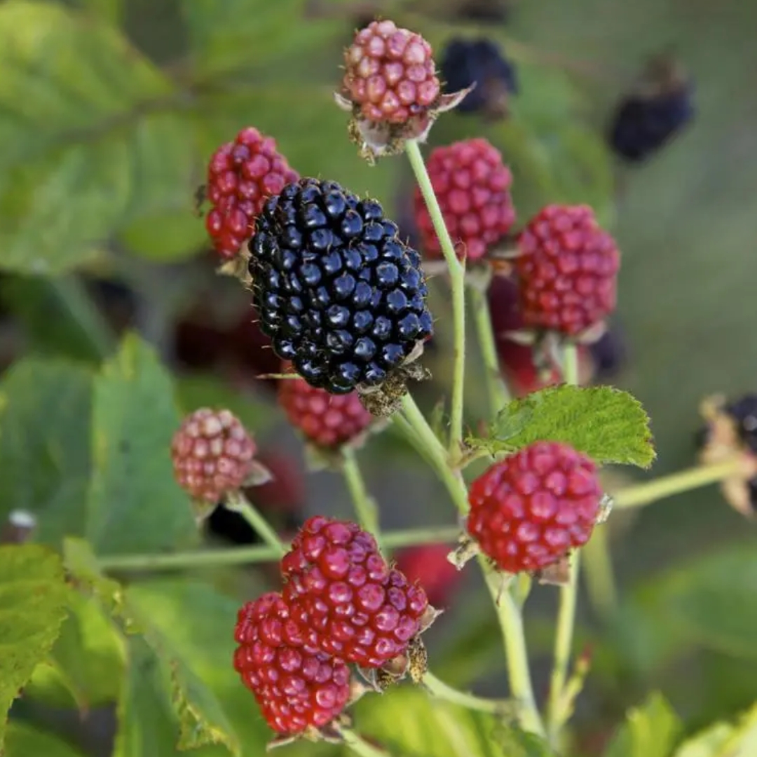 Baby Cakes Blackberry