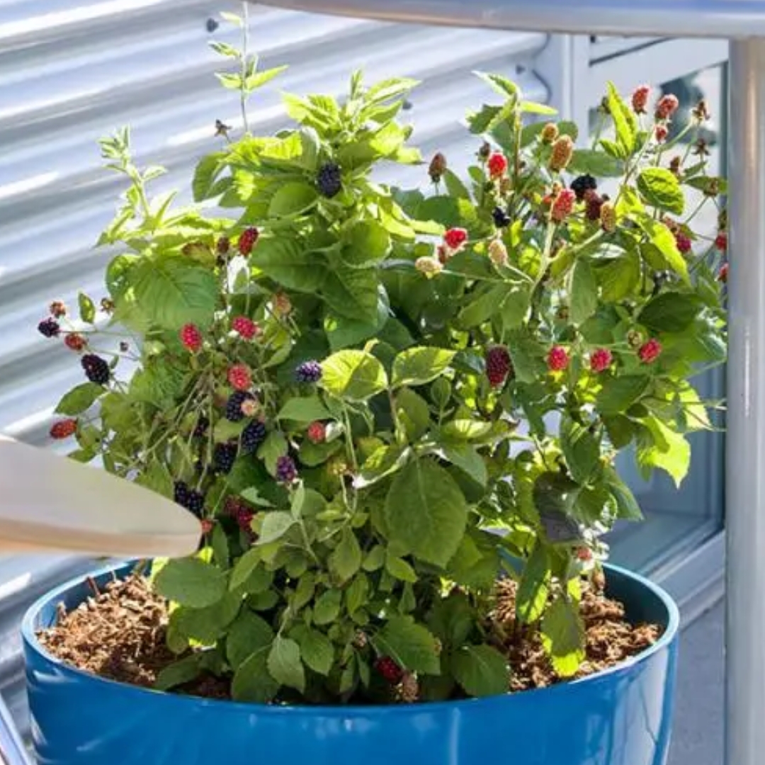 Baby Cakes Blackberry in a pot