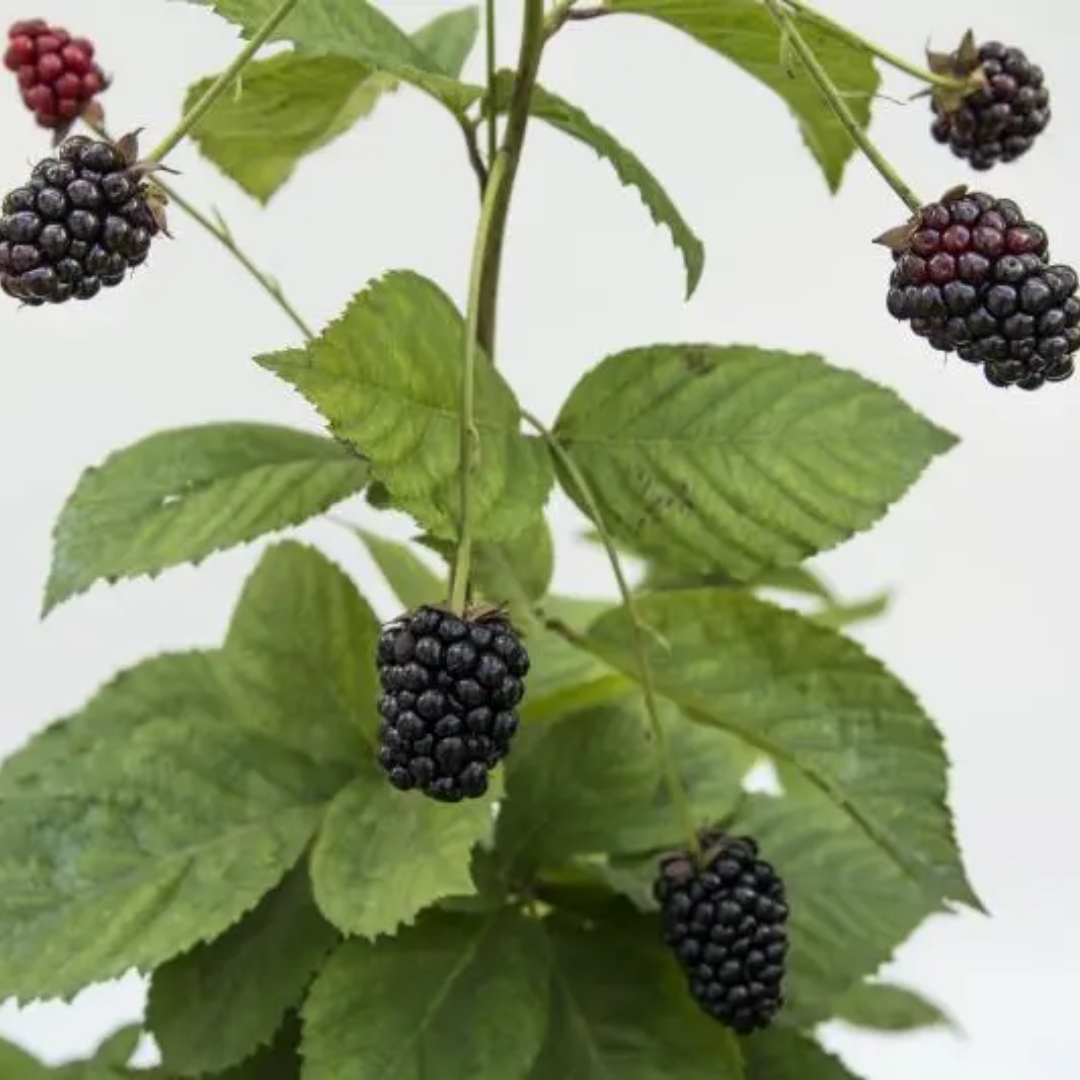 Baby Cakes Blackberry berries