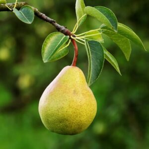 Bartlett Pear