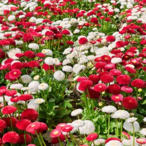 Bellis Bellissima Mixture