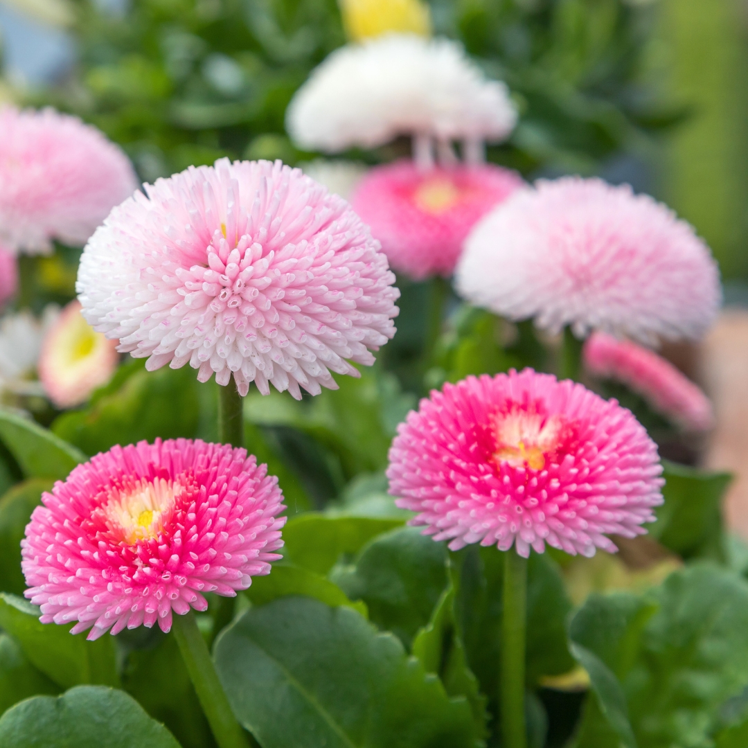 Bellis Bellissima Mixture flowers
