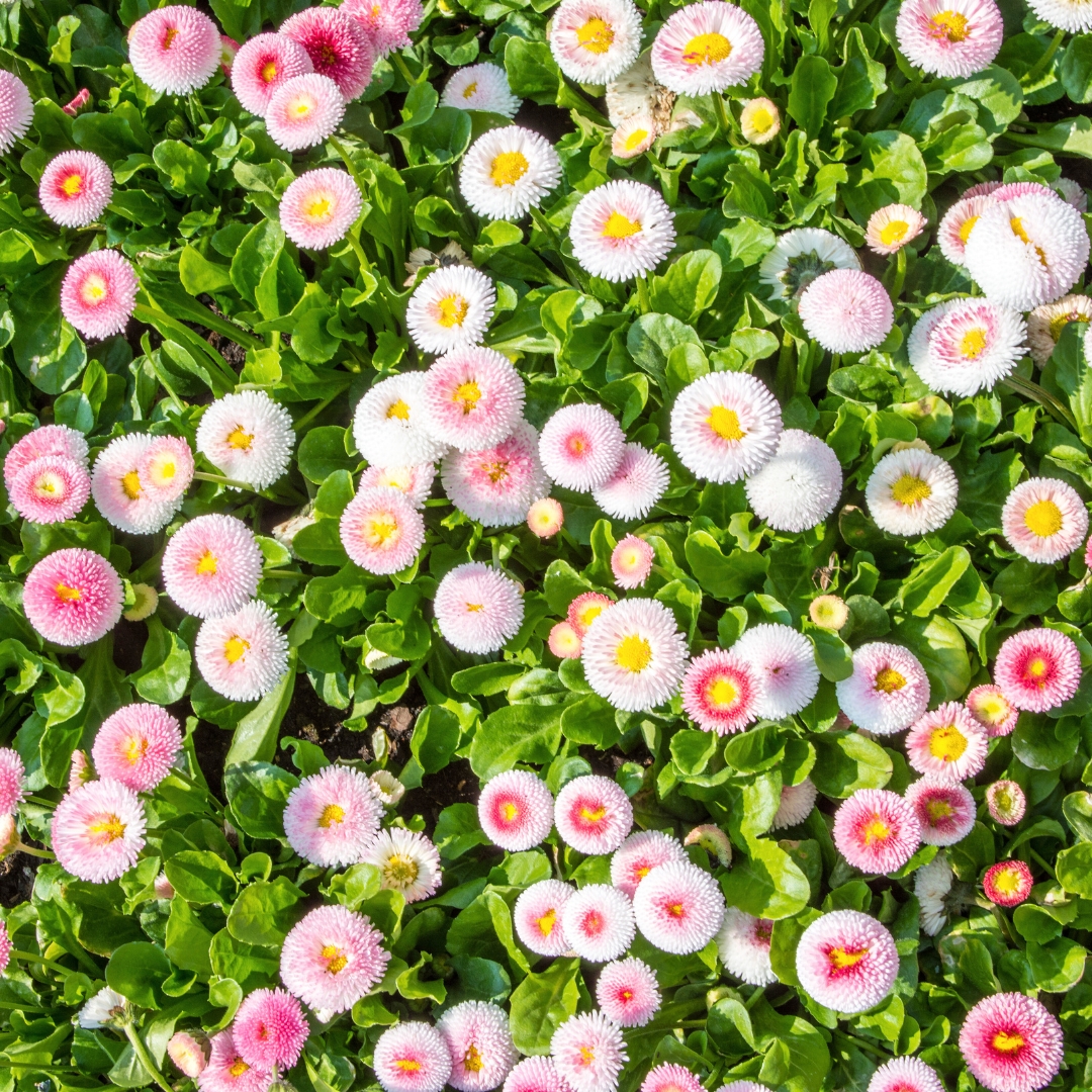 field of Bellis Bellissima Mixture